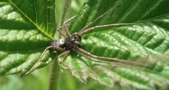 Philodromus aureolus