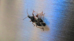 Anthocoris nemorum