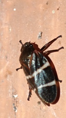 Cercopidae