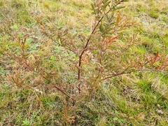 Acacia rubida
