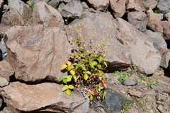 Potentilla asperrima