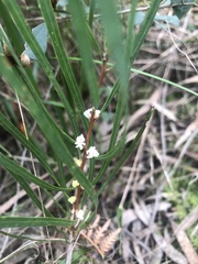 Hakea ulicina
