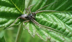 Philodromus aureolus