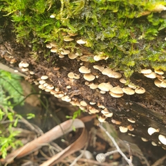 Panellus