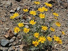 Eriophyllum lanatum