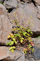 Potentilla asperrima