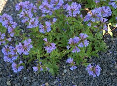 Penstemon serrulatus