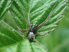 Philodromus aureolus
