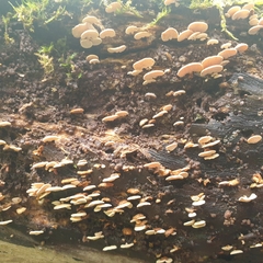 Panellus