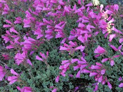 Penstemon rupicola