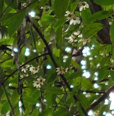 Atherosperma moschatum