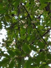 Atherosperma moschatum