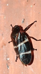 Cercopidae