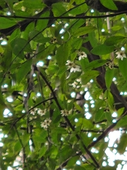 Atherosperma moschatum