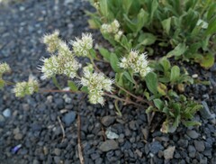 Phacelia hastata compacta
