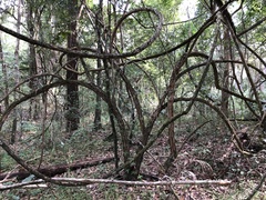 Maclura cochinchinensis