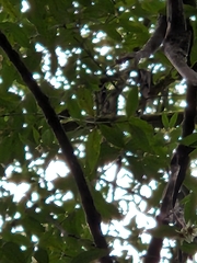 Atherosperma moschatum