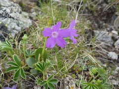 Primula hirsuta