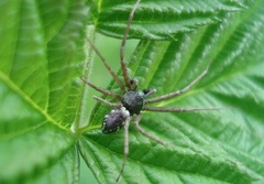 Philodromus aureolus