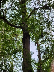 Atherosperma moschatum