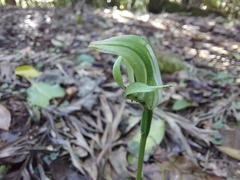 Pterostylis curta
