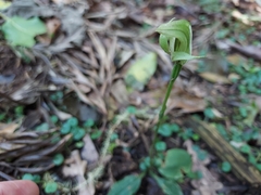Pterostylis curta
