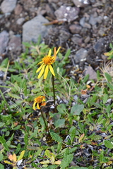 Packera heterophylla