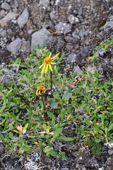 Packera heterophylla