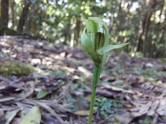 Pterostylis curta