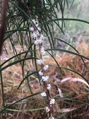 Hakea ulicina
