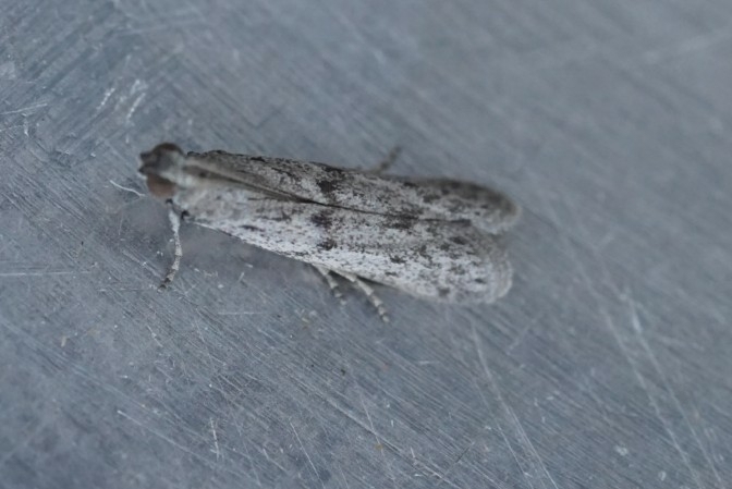 Pararotruda nesiotica