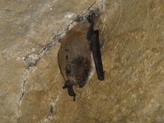 Myotis dasycneme