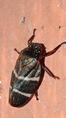 Cercopidae