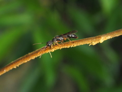 Harpegnathos venator