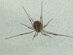 Paroligolophus agrestis