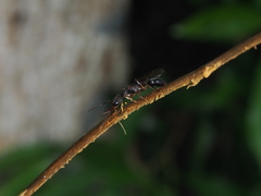 Harpegnathos venator