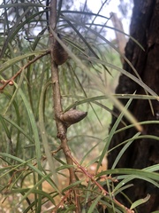 Hakea ulicina