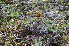 Pedicularis amoena