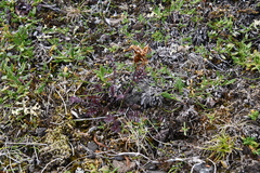 Pedicularis amoena