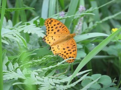 Argynnis hyperbius hyperbius