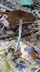 Collybiopsis peronata