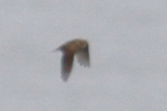 Alauda arvensis