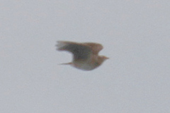 Alauda arvensis