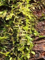Thuidiopsis sparsa