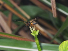 Pselliophora flavibasis