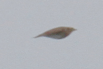 Alauda arvensis