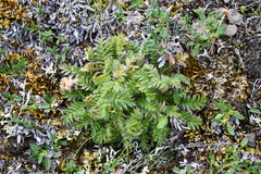 Geum glaciale