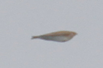 Alauda arvensis