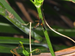 Pselliophora flavibasis