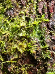 Thuidiopsis sparsa